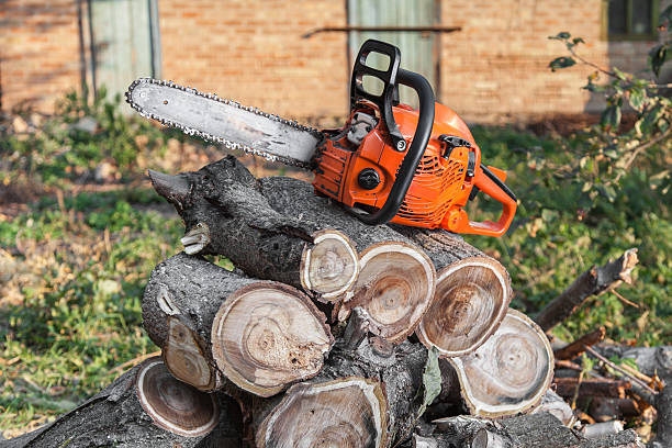 The Steps Involved in Our Tree Care Process in Winthrop Harbor, IL